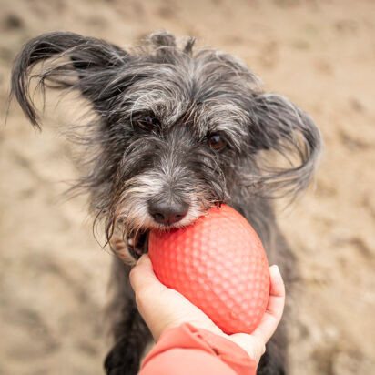 Collar Dog- wszystkoodporne akcesoria, nie tylko na lato - Pitch Dog Rugby